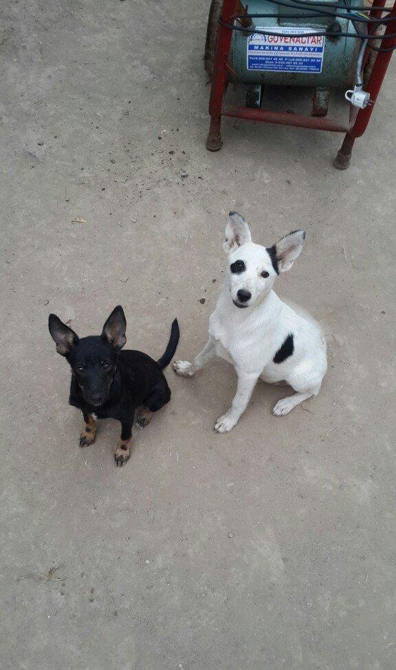 doqquz ayligdilar zvanok itler qara disidi ag erkeydi cutu 100 manat