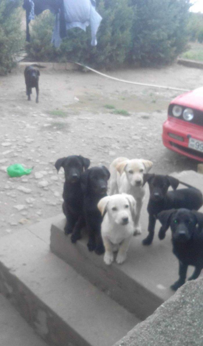 100 manata temiz lablador babari satiram 5 gun vaxtim var gedirem xari