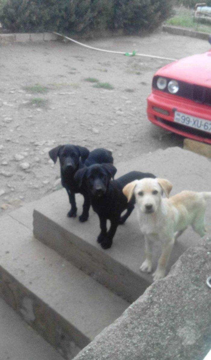 100 manata temiz lablador babari satiram 5 gun vaxtim var gedirem xari