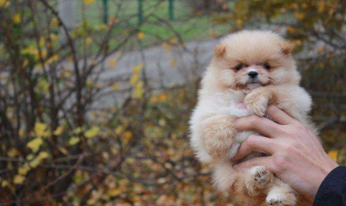 Предлагаются померанцы. На фото реальные щенки. Первые три фотки -три