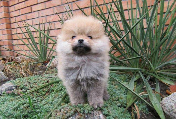 Предлагаются померанцы. На фото реальные щенки. Первые три фотки -три