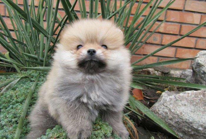 Предлагаются померанцы. На фото реальные щенки. Первые три фотки -три