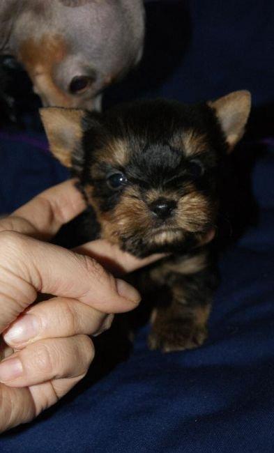 Продаются йорки. Мальчик и девочка. Чистопородные и здоровые.