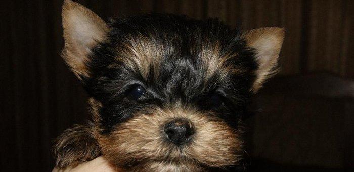 Продаются йорки. Мальчик и девочка. Чистопородные и здоровые.