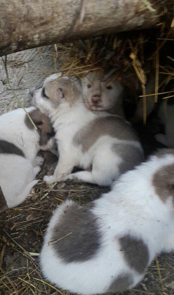 yaxşı çoban iti balasıdı 4 baladı 2 erkəy iki dişi anasının alabaynan