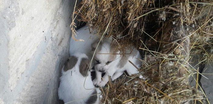 yaxşı çoban iti balasıdı 4 baladı 2 erkəy iki dişi anasının alabaynan