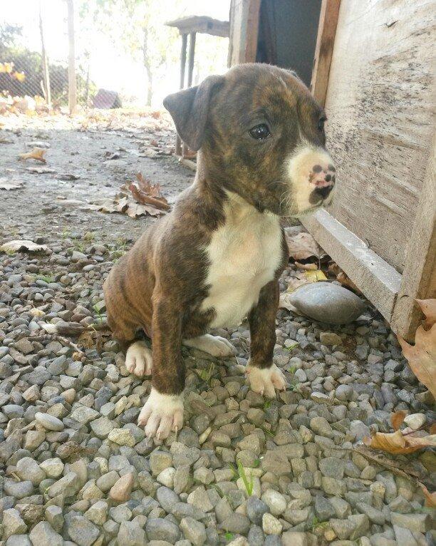 1 ay 10 gunluk temiz qan pitbull kucuyudur disidir.trafli melumat ucun