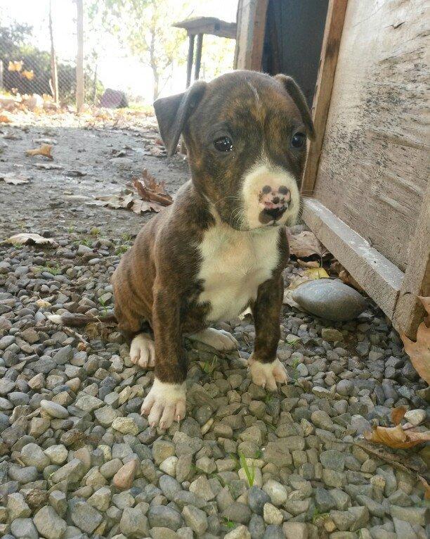 1 ay 10 gunluk temiz qan pitbull kucuyudur disidir.trafli melumat ucun