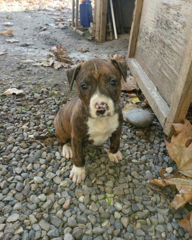 1 ay 10 gunluk temiz qan pitbull kucuyudur disidir.trafli melumat ucun