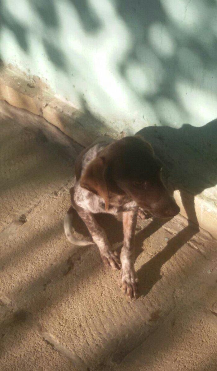 ov iti balasi temiz ov itidir. 5 ayliq dir disi itdir  reyal aliciya.