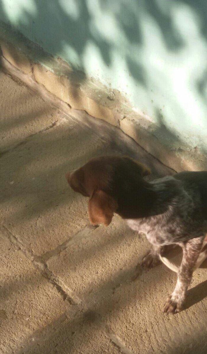 ov iti balasi temiz ov itidir. 5 ayliq dir disi itdir  reyal aliciya.