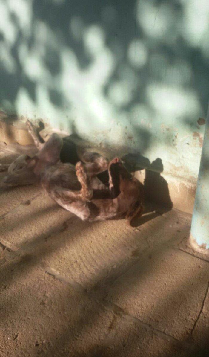 ov iti balasi temiz ov itidir. 5 ayliq dir disi itdir  reyal aliciya.