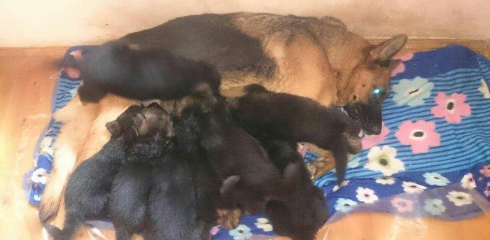 Cistokrovnie nemeckie ovcarki. Na foto mat. Otec toje est tolko po wat