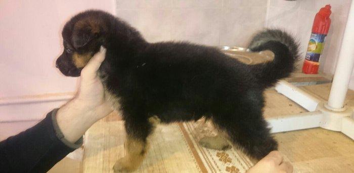 Cistokrovnie nemeckie ovcarki. Na foto mat. Otec toje est tolko po wat