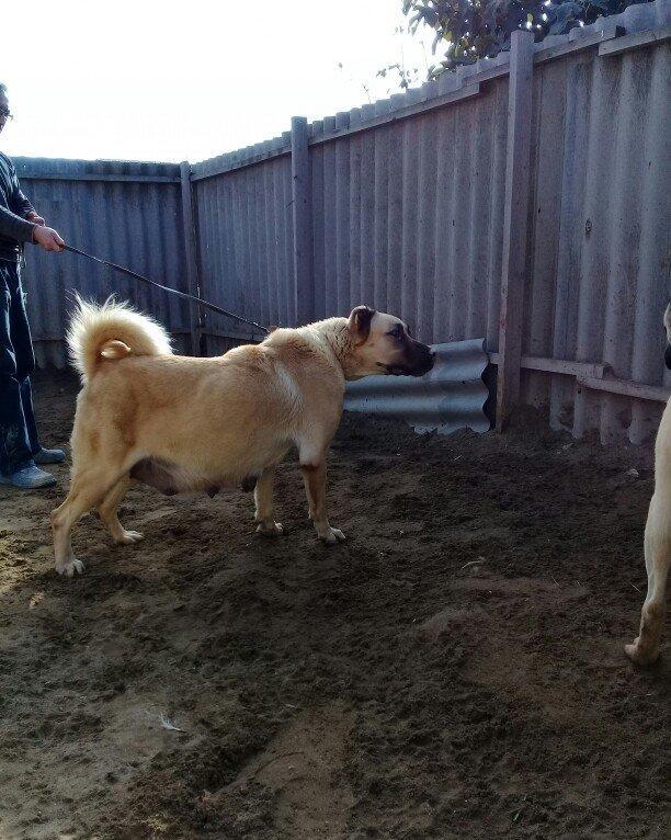 satlir hamiledi doguwna az qalib cox az qalib rial alcilar zeng etsin