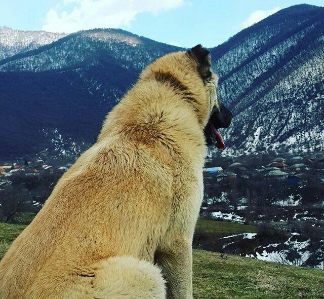 yerli alabay 1yas 7 ayin itidi oyredilmis soze qulaq asan yeri gelende