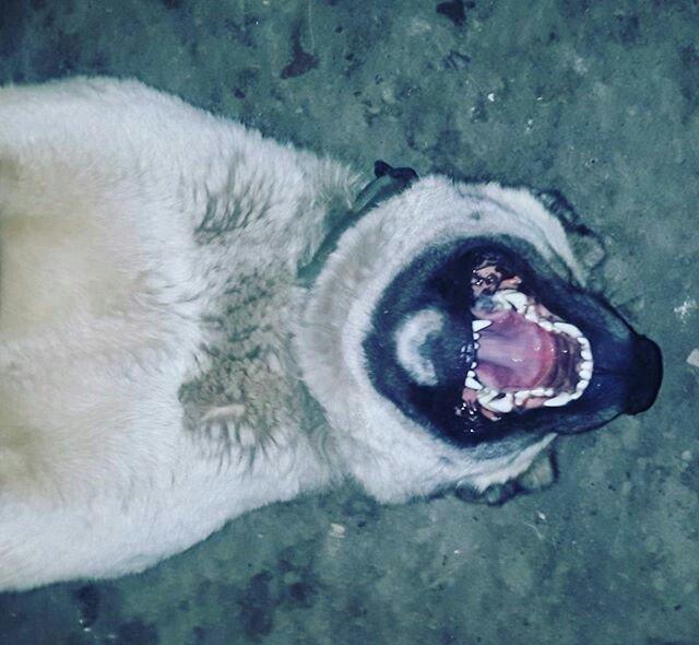 yerli alabay 1yas 7 ayin itidi oyredilmis soze qulaq asan yeri gelende