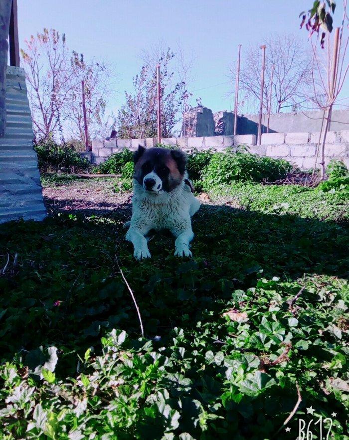 Lezgi itidir 1yas 8ayliqdi. Super itdi adida carli satama sebebim qorx