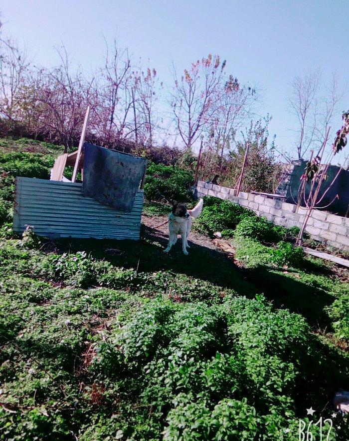 Lezgi itidir 1yas 8ayliqdi. Super itdi adida carli satama sebebim qorx