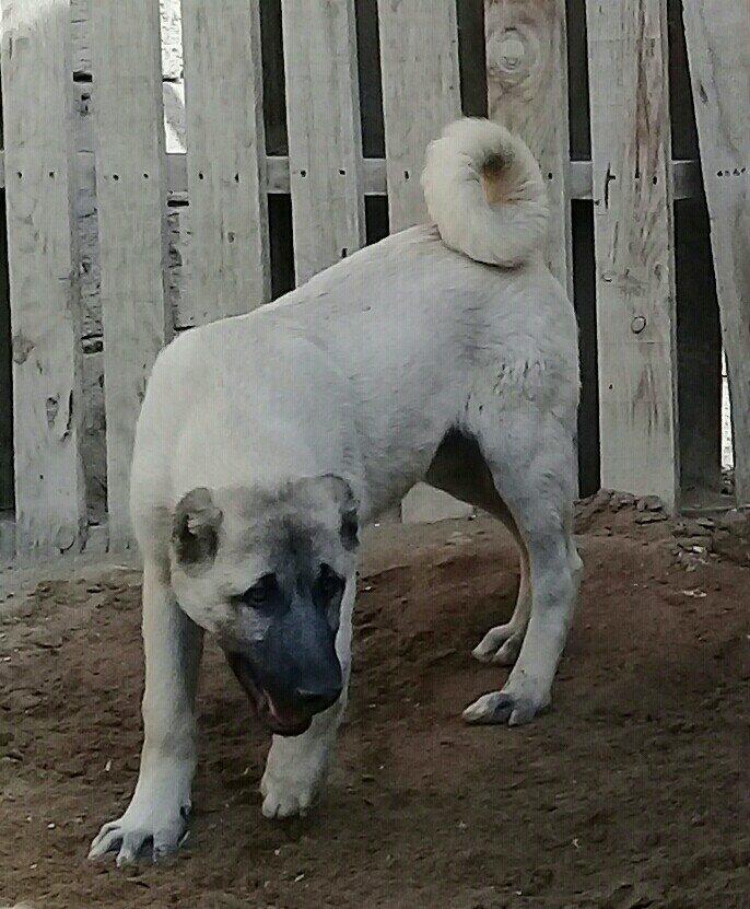 satlir cinsi kan kal erkeydi elave mellumat whatsap ve ya telde  elaqe