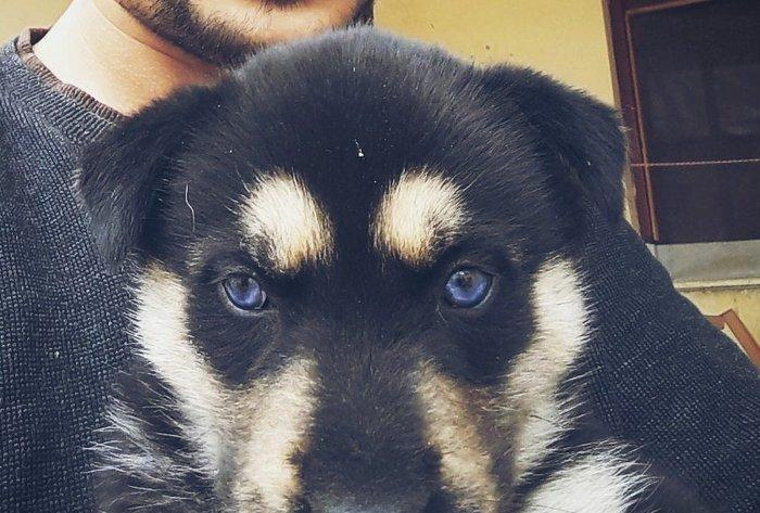 huski balasi satilir 2 ayliqdi. 4 bala idi satilib bir bu qalib isdeye