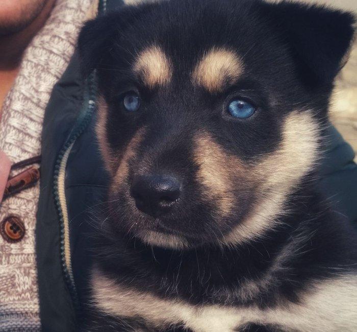 huski balasi satilir 2 ayliqdi. 4 bala idi satilib bir bu qalib isdeye