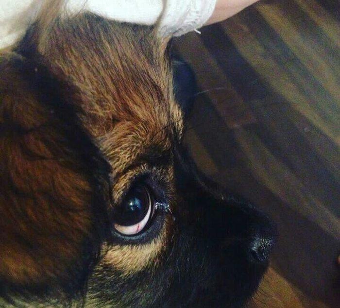 Pekines karlevskiy sortdu. Cox geseng itdi. Herseyi vurulubdu. Cudesti