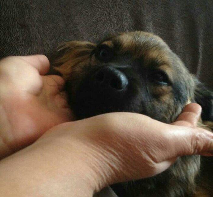 Pekines karlevskiy sortdu. Cox geseng itdi. Herseyi vurulubdu. Cudesti