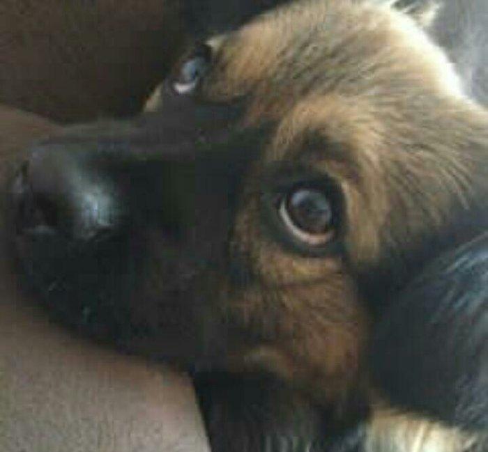 Pekines karlevskiy sortdu. Cox geseng itdi. Herseyi vurulubdu. Cudesti