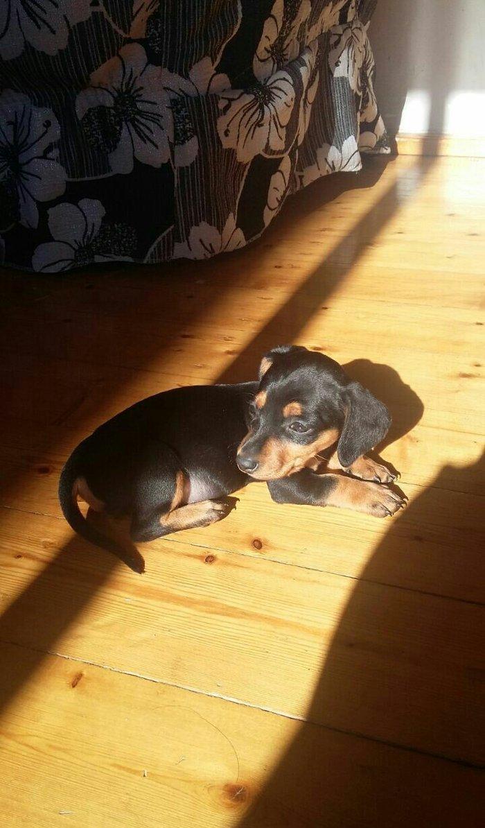 Продаются щенки таксы 1, 5 месяца,  девочки, 50 AZN звонить на моб.