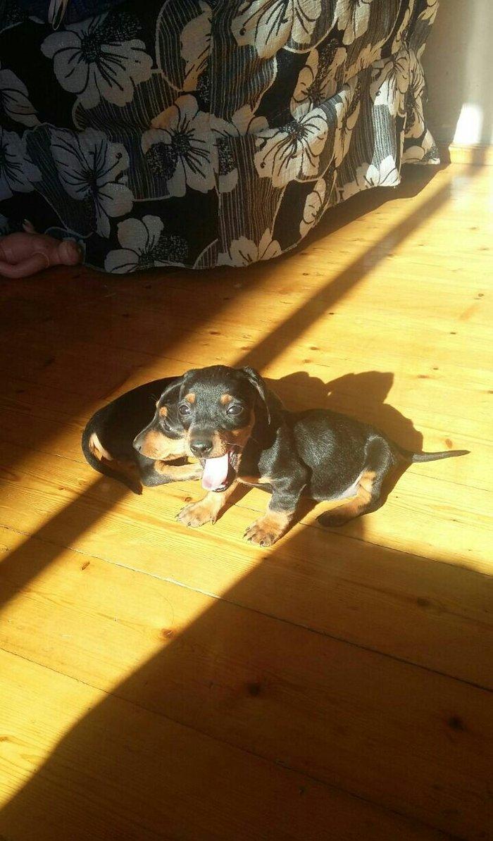 Продаются щенки таксы 1, 5 месяца,  девочки, 50 AZN звонить на моб.