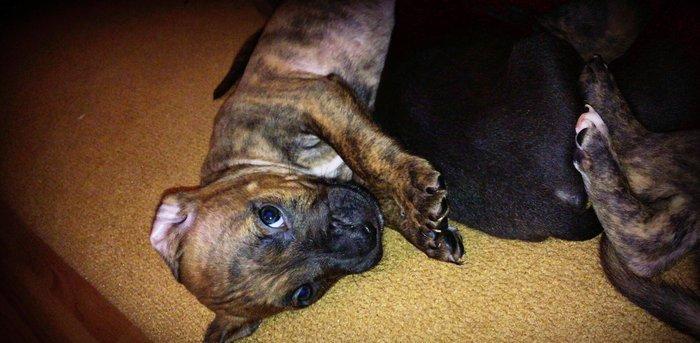 Temiz pitbull balalari satilir. Qiymet 150 azn tecili satilir barter o