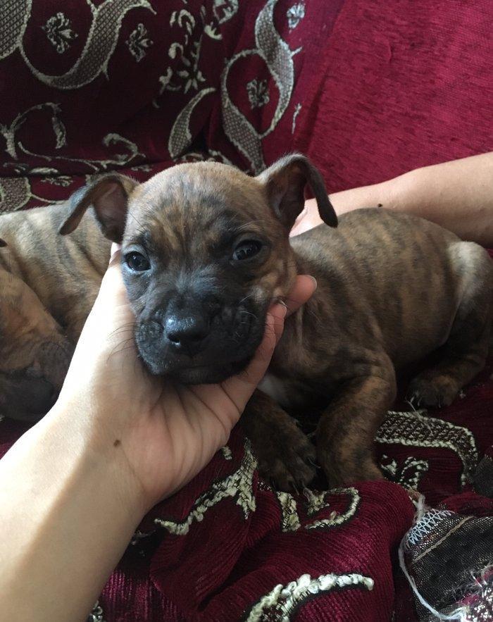 Temiz pitbull balalari satilir. Qiymet 150 azn tecili satilir barter o