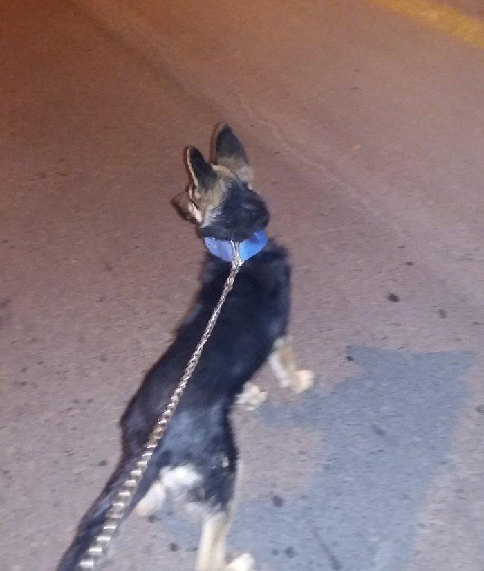 Ela ovcarkadi satilir xaiw olunur ya zeng edin ya da watsapa yazin