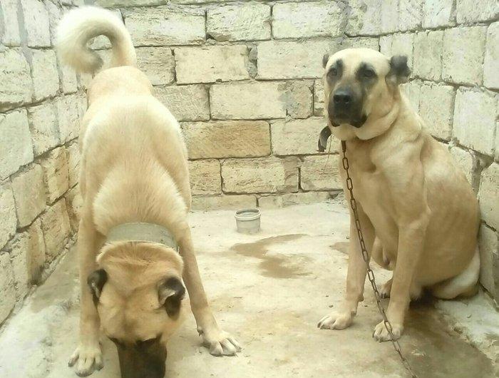 Erkak kangal. 2 iynasi vurulub. Iri kucukdur. saf gan turk sivad kanga