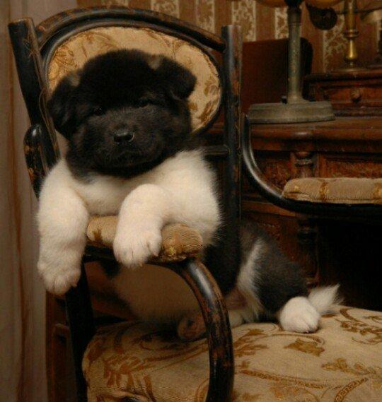 Amerikan Akita. Ham aila ham da axran iti. Kucuk 2 ayligdir. Bakidadir