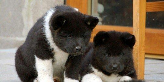 Amerikan Akita. Ham aila ham da axran iti. Kucuk 2 ayligdir. Bakidadir