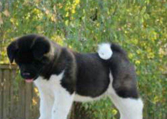 Amerikan Akita. Ham aila ham da axran iti. Kucuk 2 ayligdir. Bakidadir