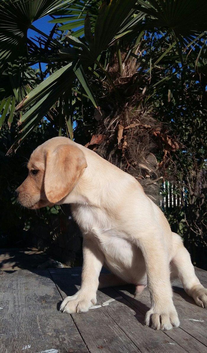 labrador retriever balaları satılır, erkey və dişi balalar var, peyven