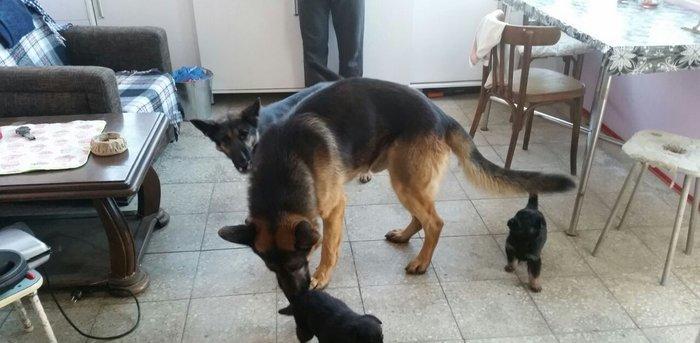 Itler novxanidadir erkek ve diwi bala var real alicilar narahar etsin