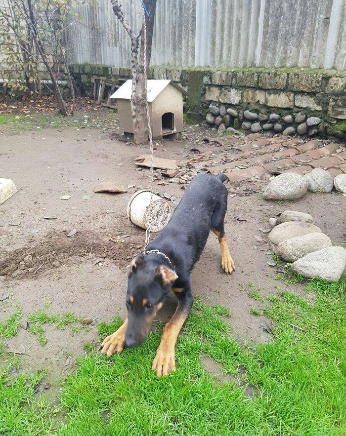 Salam dobermandi cinsi 5ay 26 gun erkek baladidi 120 satmagimin sebebi