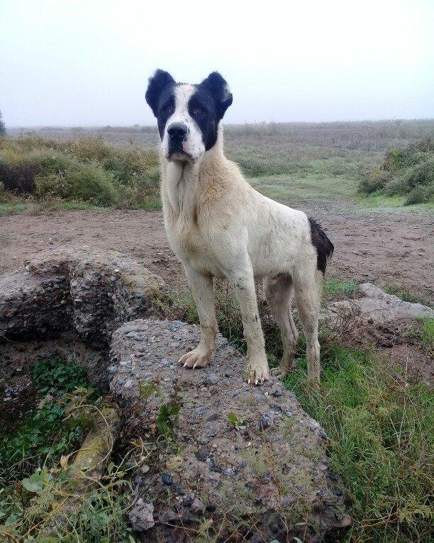 etiyac uzden satlir enik 10 ayliqdir 110 kilo atasini cekisi olub 70 k