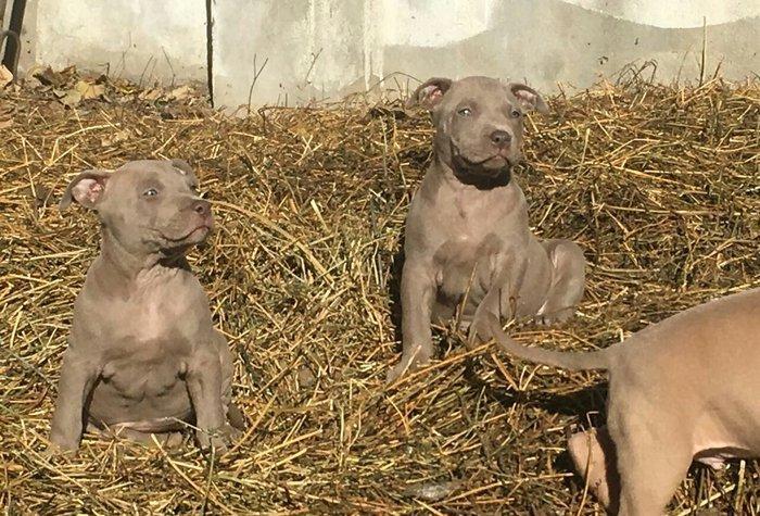 Temiz pitbull balalarıdı 4- dene dişi qalıb 200 manata telesin aşağı y