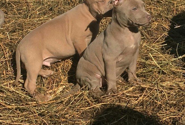 Temiz pitbull balalarıdı 4- dene dişi qalıb 200 manata telesin aşağı y