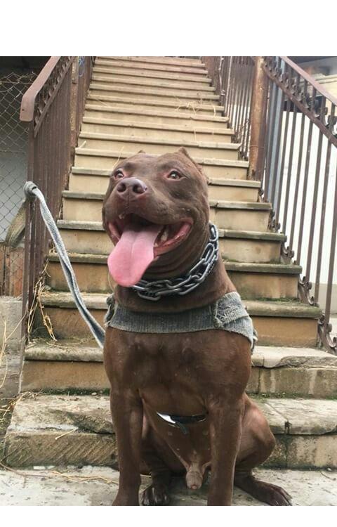 Temiz pitbull balalarıdı 4- dene dişi qalıb 200 manata telesin aşağı y