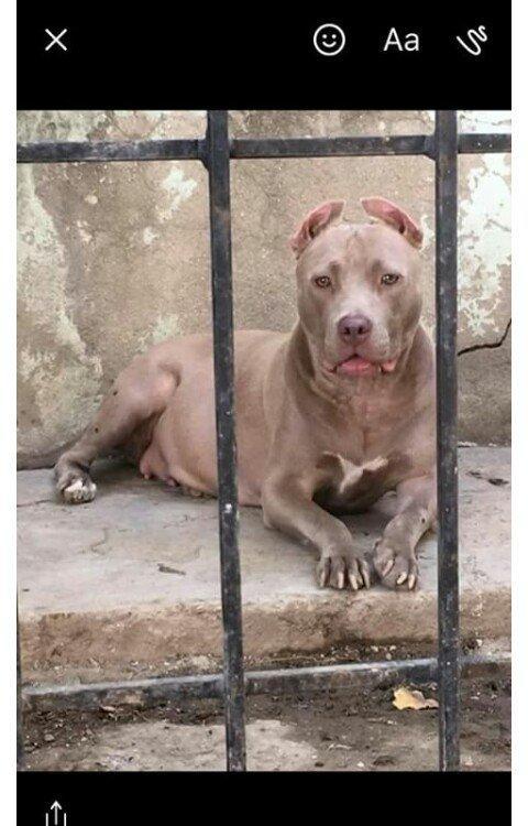 Temiz pitbull balalarıdı 4- dene dişi qalıb 200 manata telesin aşağı y