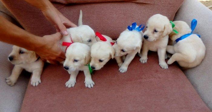 Labrador retriever balalari
satılır, erkək və dişi var.  
10. 08. 17 d