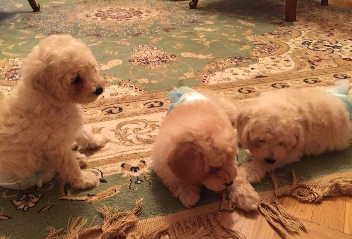 2ayliq pudel balalari. Iyne ve dermanlari edilib. Erkek tund disi ag r