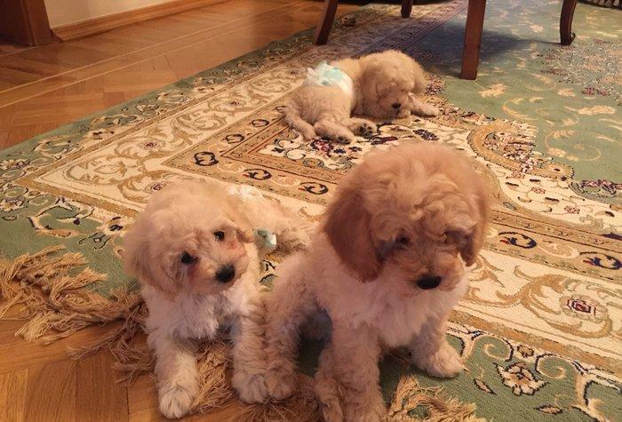 2ayliq pudel balalari. Iyne ve dermanlari edilib. Erkek tund disi ag r