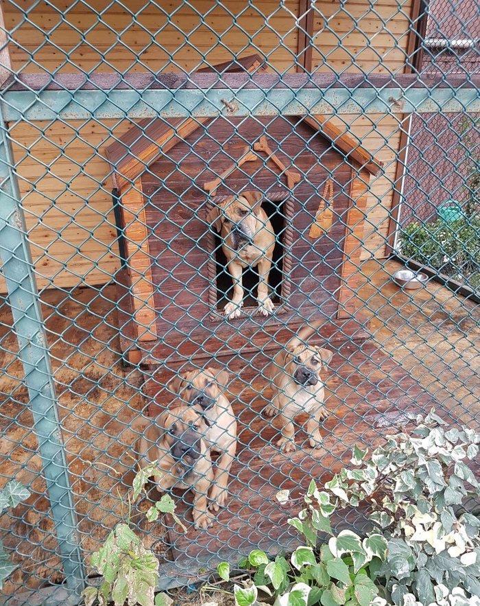 Boerbole balası satılır 1 dişi bala qalıb 2 ay 7 günlük balanın burda